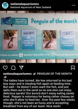 Smart tourism content creation idea, showing National Aquarium of NZ's Penguin of the Month Award.