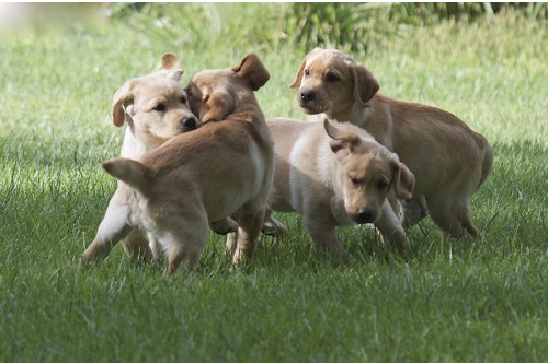 Four golden retriever puppies playing at the Ojo Santa Fe Spa Resort in the Puppy Patch, as an example of a creative tourism marketing and PR idea.