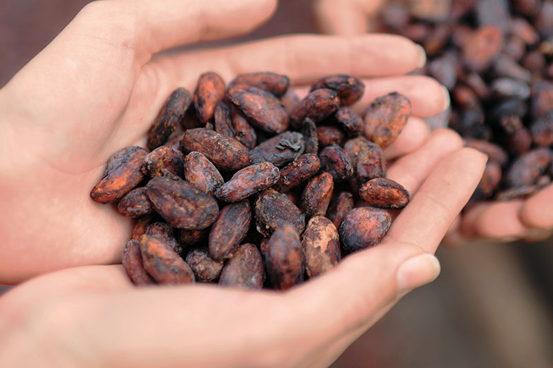 raw cacao beans in palm of hand