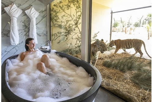 A woman taking a bubble bath while watching tigers prowling on the other side of a glass wall is a highly newsworthy tourism animal experience at Jamala Wildlife Lodge.