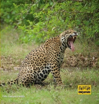 A photo of a jaguar with mouth wide open, showing sharp teeth, is part of the newsworthy tourism animal experience guests can have at Oncafari and the Caiman Ecological Refuge in Brazil.