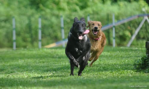 A black dog and a brown dog running fast in a large yard, one of the six surprising things you can rent by the hour.
