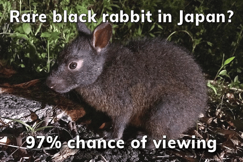 A rare black Amami Island rabbit sitting nestled in the forest in Japan, showing how the use of experience guarantees in tourism marketing can be successful.