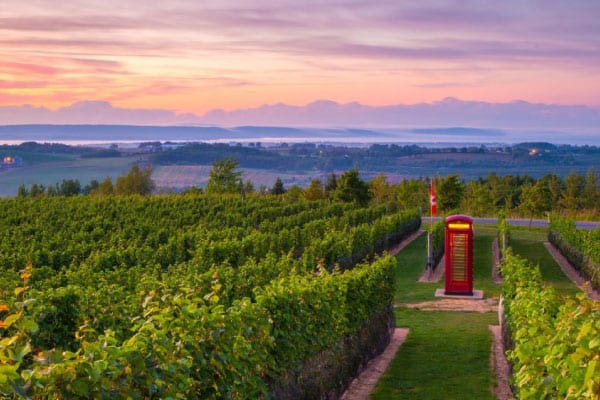 A red British phone box sits among the green rows of grape vines at the Luckett Vineyards in Nova Scotia, which is an example of a brilliant tourism marketing case study.
