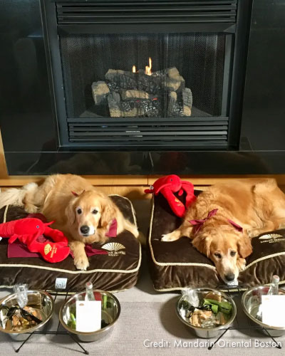With a fireplace in the background, two golden retriever dogs lay on brown dog beds with red stuffed animal lobsters and silver bowls in front of them filled with food and drink. This photo from the Mandarin Oriental Hotel Boston is an example of how to create a PR-worthy tourism package.
