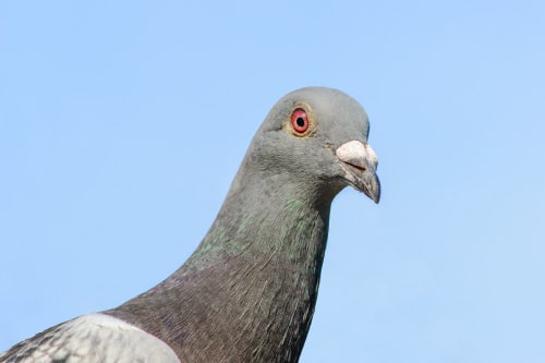 A grey pigeon with a red eye on a blue sky background.