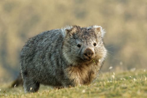 A small greyish brown wombat walking across a green field.